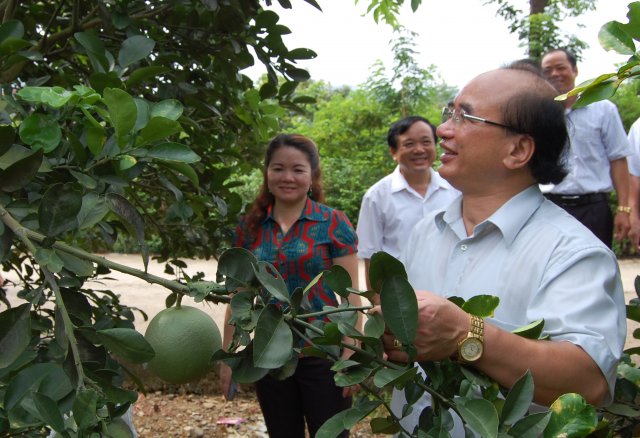 Đồng chí Lý Vinh Quang, Phó chủ tịch UBND tỉnh tham quan mô hình sản xuất tại Mai Pha và Chi Lăng